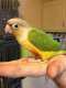 Conure