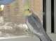 Cockatiel