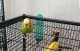 Parakeet