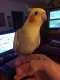 Cockatiel