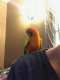 Conure