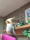 Cockatiel