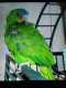White Fronted Amazon