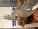 Cockatiel