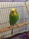 Parakeet