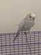 Parakeet