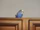 Budgerigar