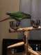 Conure