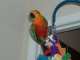 Conure