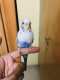 Parakeet