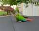 Conure