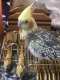 Cockatiel
