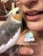 Cockatiel