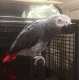 African Grey