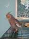 Cockatiel