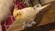 Cockatiel
