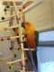 Conure