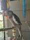 Cockatiel