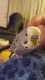 Parakeet
