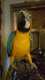 Macaw