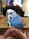 Parakeet