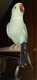 Indian Ringneck Parakeet