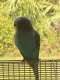 Parakeet