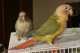 Conure
