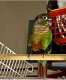 Conure