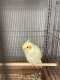 Cockatiel