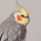 Cockatiel