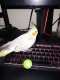 Cockatiel