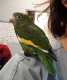 Canary-Winged Parakeet