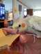 Cockatiel