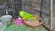 Nanday / Black-Hooded Parakeet