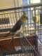 Cockatiel
