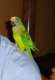 Conure