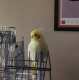 Cockatiel