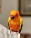 Conure