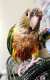 Conure