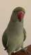 Indian Ringneck Parakeet