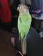 Conure