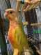 Conure