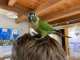 Conure