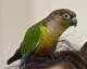 Conure