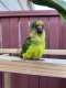 Conure