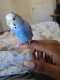 Parakeet