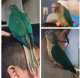 Conure