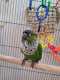 Conure