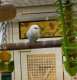 Parakeet